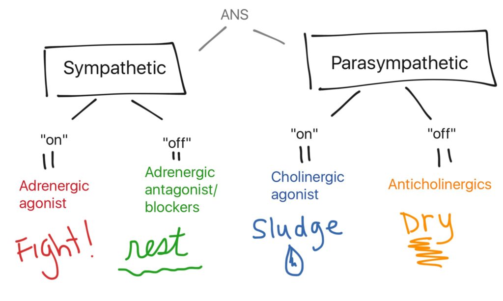 adrenergic cholinergic flow chart: fight, rest, sludge, dry