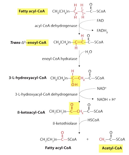 Beta Oxidation of Fatty Acid