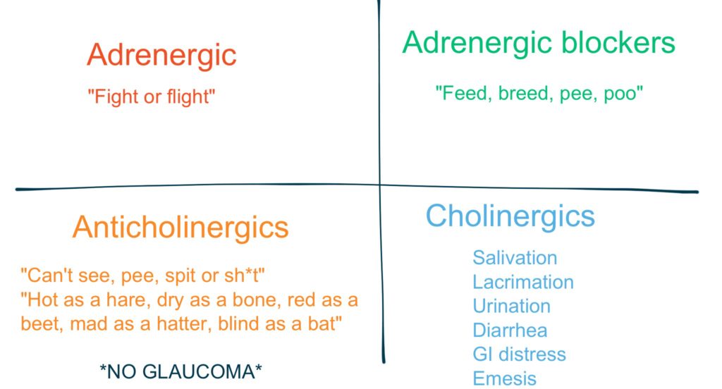 Adrenergic vs. Antiadrenergic vs. Cholinergic vs. Anticholinergic
